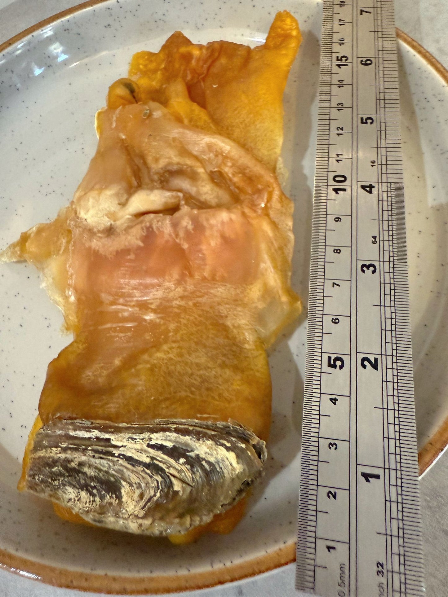 【厚身鮮甜】美國珍寶有奄響螺乾- XXL (一斤約4-5隻)