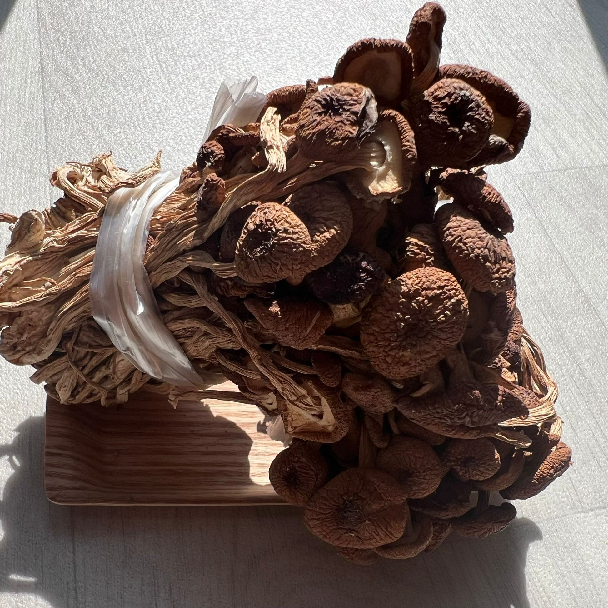 茶樹菇