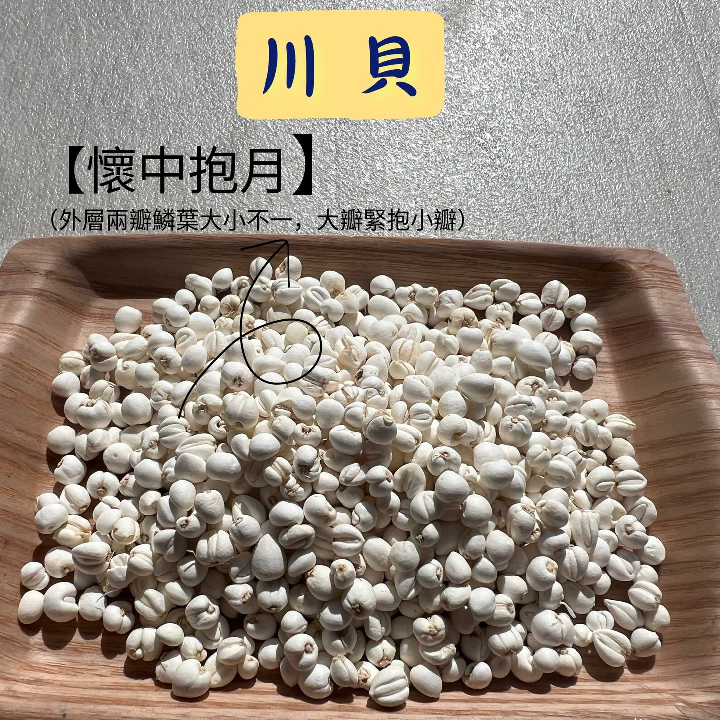川貝