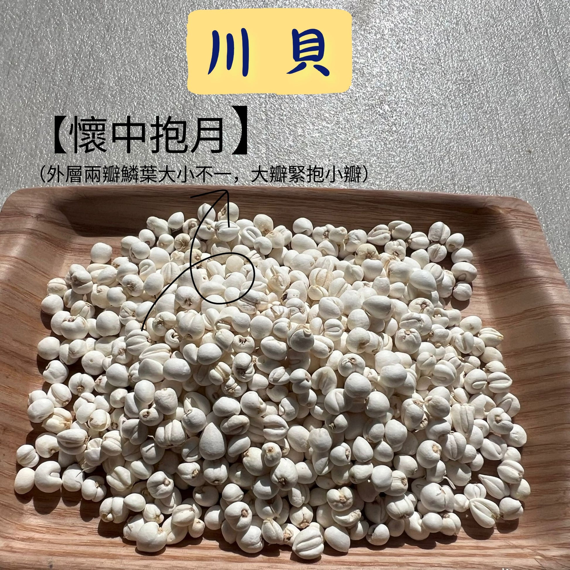 川貝