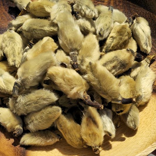 【通鼻塞、袪風散寒】辛夷花